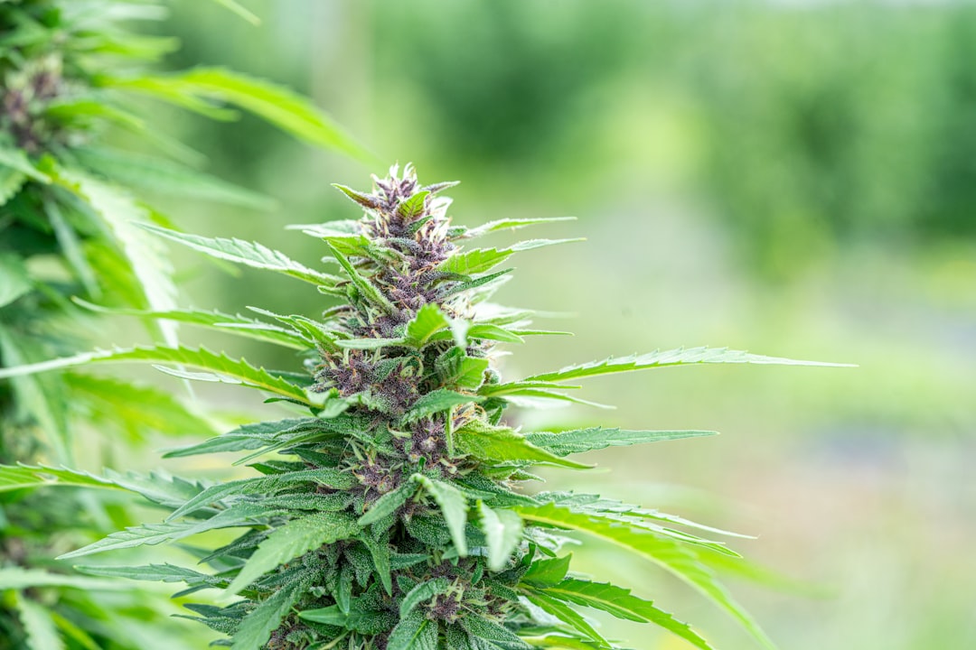 Représentation de la plante de cannabis et de molécules de cannabinoïdes