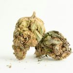 Flores de Cáñamo: Clave para el Bienestar Natural