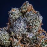 CBD España: ¿Legalidad en duda tras redada a Elisa Mouliaá en Madrid?