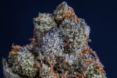 CBD España: ¿Legalidad en duda tras redada a Elisa Mouliaá en Madrid?