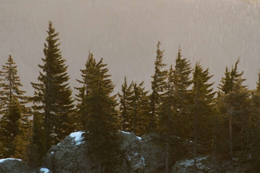 Découvrez le chanvre, une plante pour le bien-être naturel