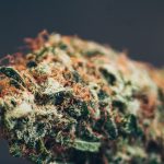Las Mejores Flores CBD para Aromatizar tu Hogar en España