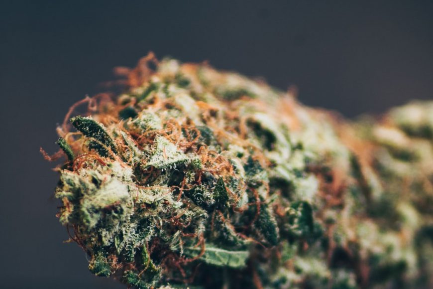 Las Mejores Flores CBD para Aromatizar tu Hogar en España