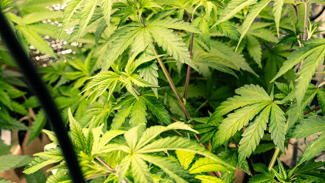 Un pequeño grupo de plantas de cannabis en un invernadero controlado, representando la calidad y el seguimiento de los proyectos piloto suizos.