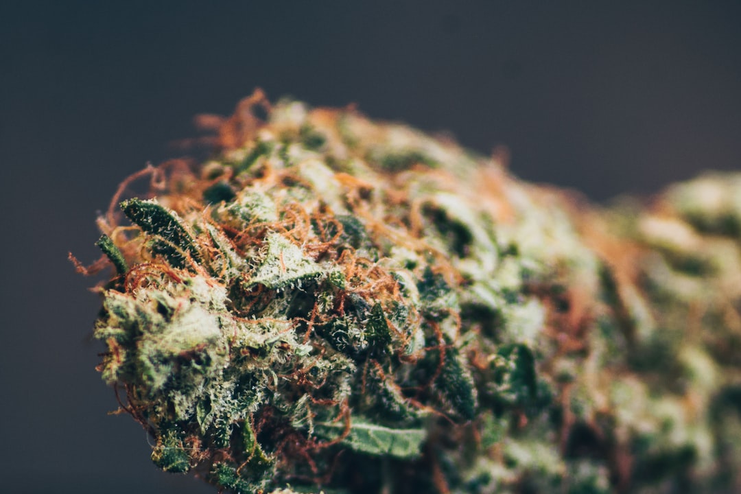 Primer plano de cogollos de flores CBD aromáticas secas sobre una superficie de madera, listas para infundir un aroma relajante.