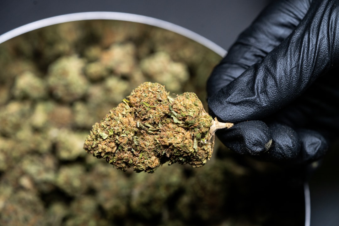 Primer plano de cogollos de flores de CBD con tricomas visibles, mostrando la riqueza de sus terpenos.