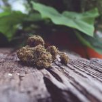 Comprar CBD hash en España: guía para elegir tu resina de cáñamo