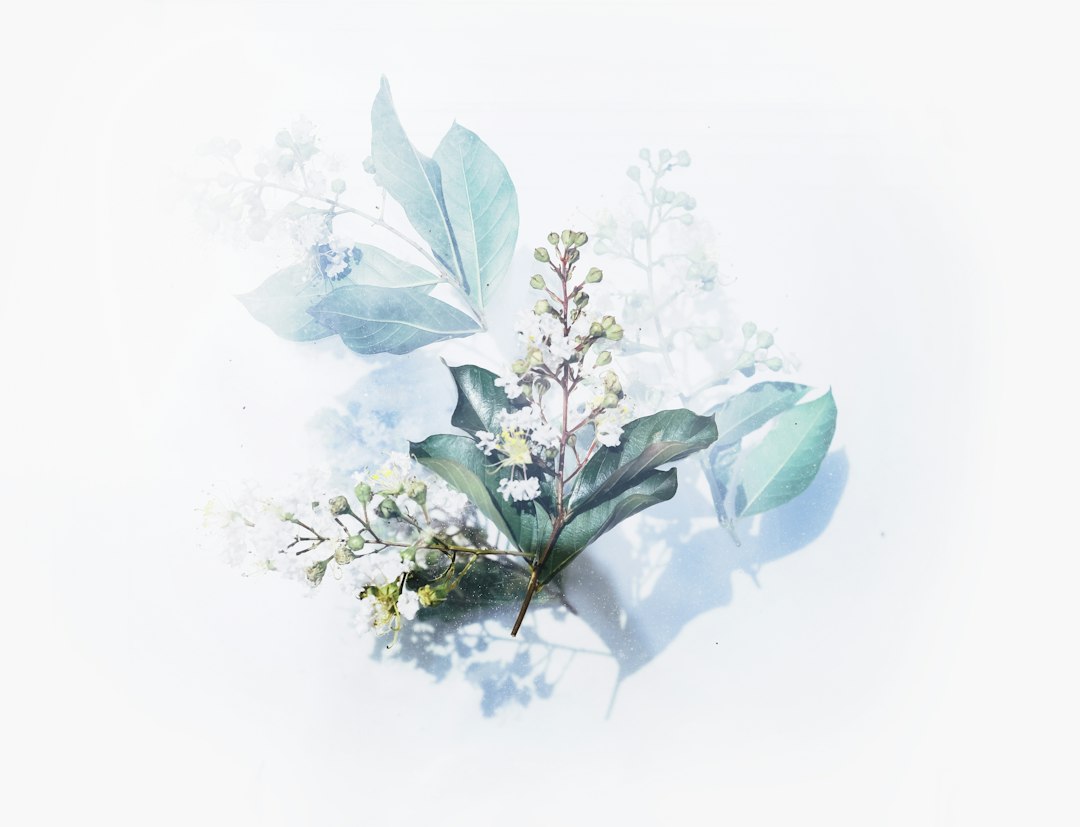 Selección de productos de CBD externo, incluyendo flores de cáñamo, aceites y cosméticos en un entorno relajante y natural.