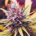 Cannabis medicinal España 2026: ¿Vapeo de CBD, la única vía real?