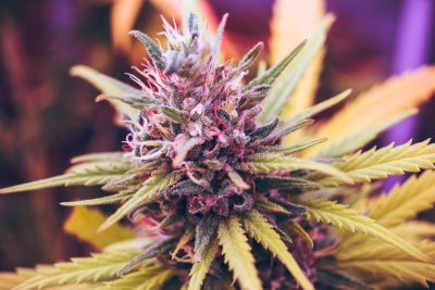 Cannabis medicinal España 2026: ¿Vapeo de CBD, la única vía real?