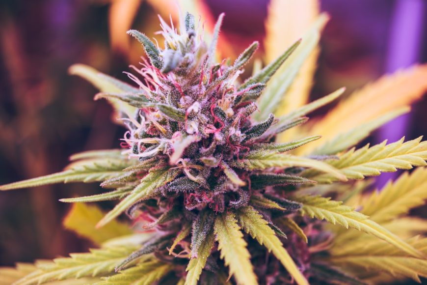 Cannabis medicinal España 2026: ¿Vapeo de CBD, la única vía real?
